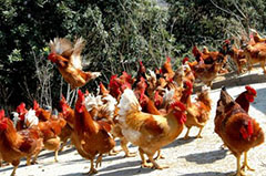 如何使雞群的免疫達到最佳效果？！