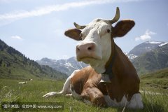 肥牛養殖過程中存在的問題，以及解決的方法。