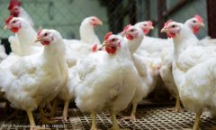 夏季高發雞禽流感有什么癥狀？雞禽流感怎么防