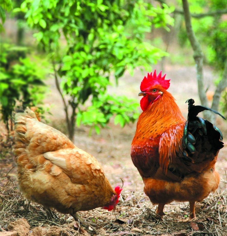 滑液囊支原體病程長，籠養雞不易被發現，經常給養雞生產造成難于彌補的損失