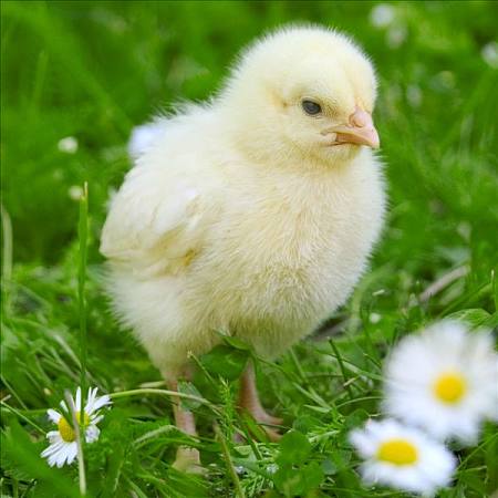 雞群慢性呼吸道疾病，應該用哪些方法可以起到有效防治？